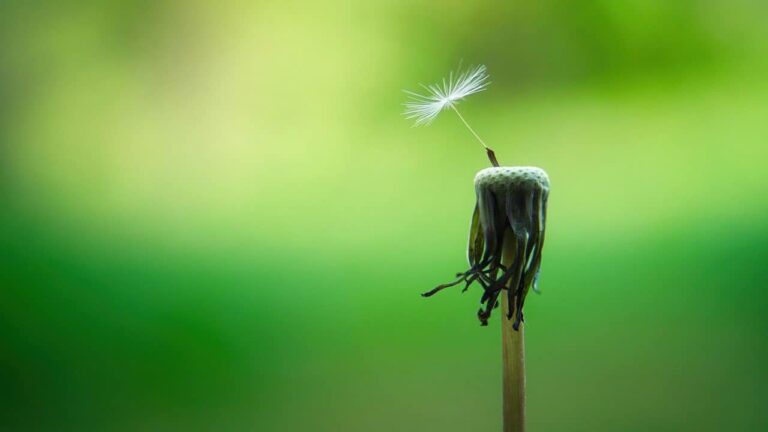 dandelion 1